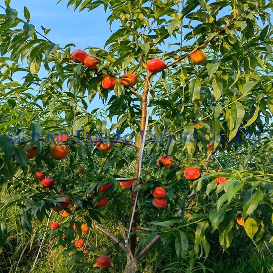 Горячая Распродажа, вкусные свежие сладкие пончики, персики, летние фрукты
